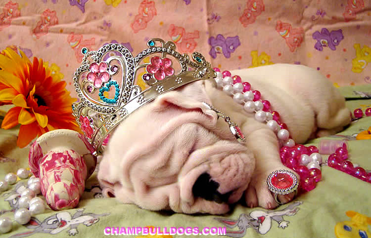 English bulldog puppies